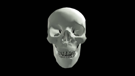 white skull with jaw motion with transparency