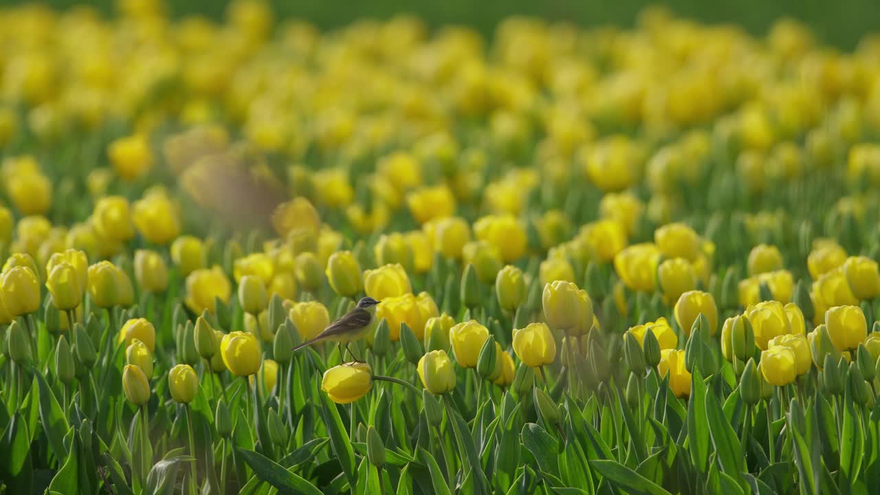 желтая хвостая мотацилла флава сидит на желтом цвете в ярком поле тюльпанов, теле