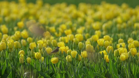 Cola-De-Lavandera-Amarilla-Motacilla-Flava-Sentada-Sobre-Una-Flor-Amarilla-En-Un-Vívido-Campo-De-Tulipanes,-Tele