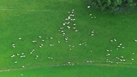 Ein-Blick-Auf-Kühe,-Die-Auf-Einer-Grünen-Wiese-Grasen,-Von-Oben-Auf-Die-Ganze-Herde