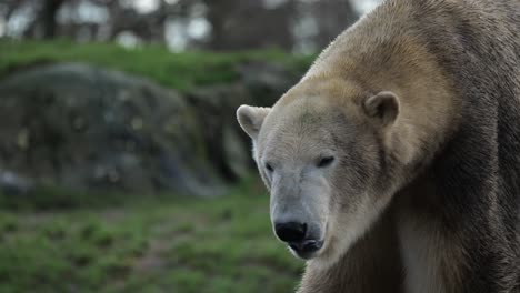 polar bear walking around at zoo enclosure