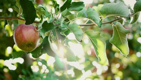 man’s hand picking apples in the apple orchard