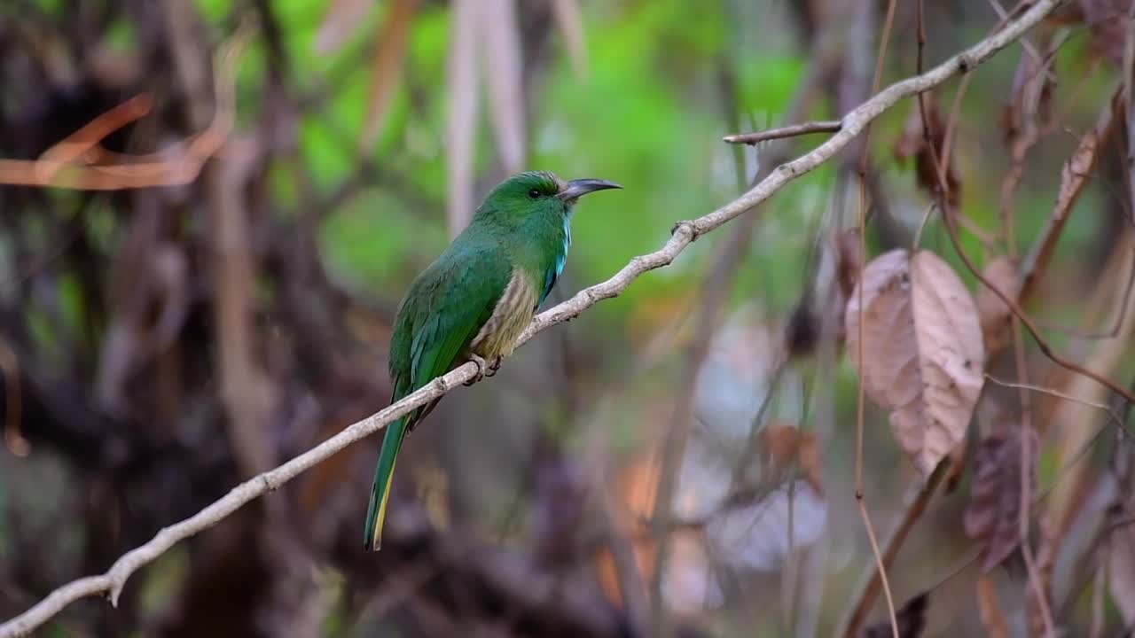 el abejaruco de barba azul se encuentra en la península de malaya, incluida tailandia, en claros de bosques particulares