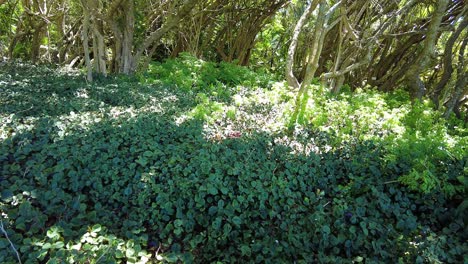 paisaje natural de arbustos verdes en el jardín botánico nacional de kirstenbosch, ciudad del cabo, sudáfrica
