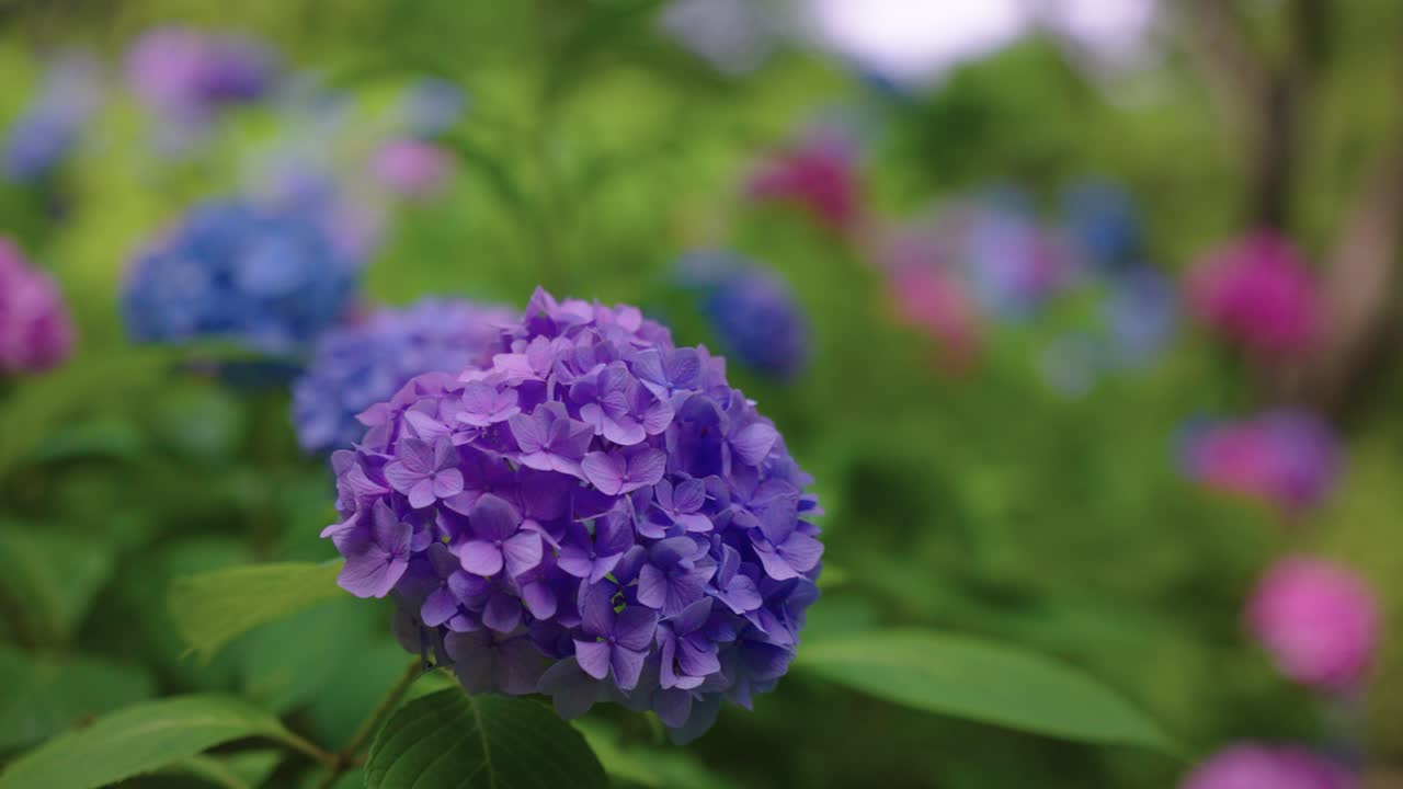 Beautiful Vibrant Colours of Japanese Hydrangea (Ajisai), Rainy Season in Japan