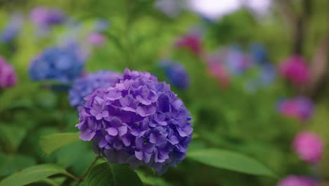 beautiful vibrant colours of japanese hydrangea (ajisai), rainy season in japan