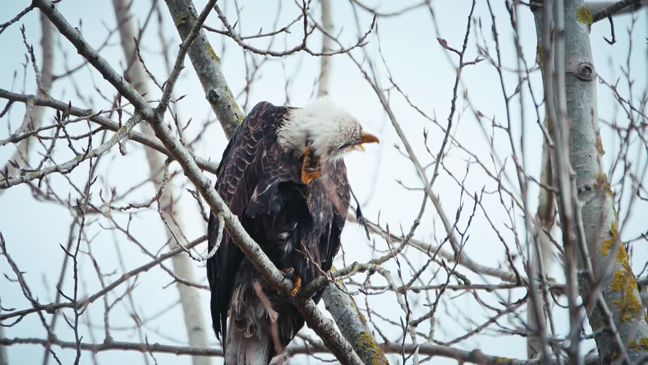 Bald Eagle scratching head with sharp talons
