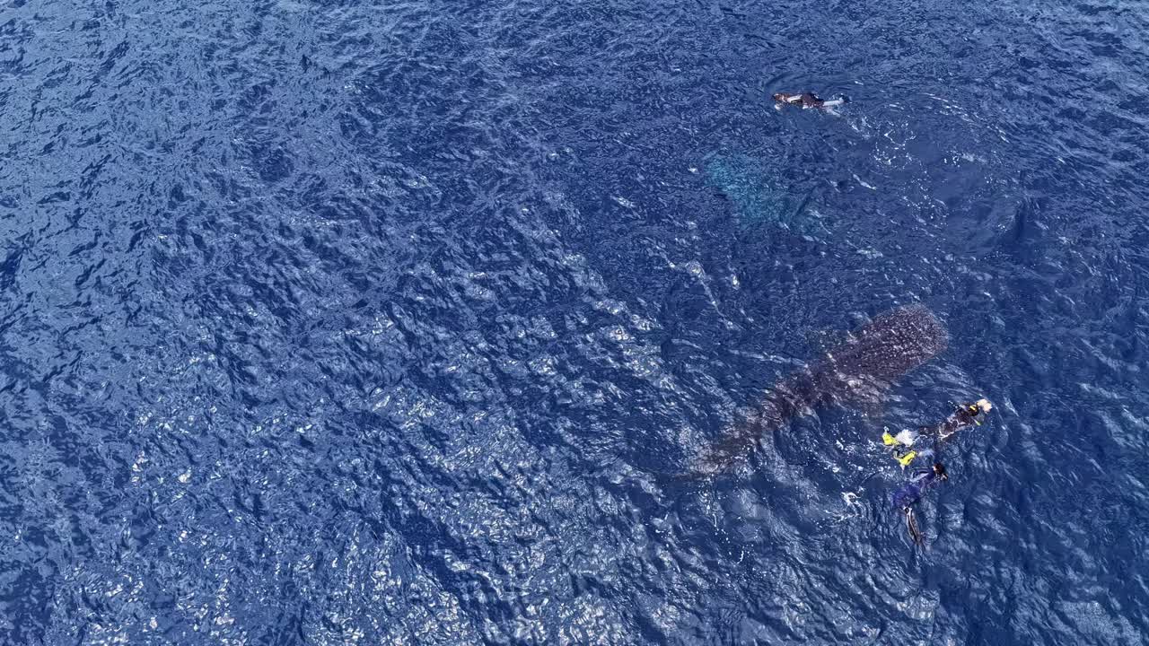 Snorkelers explore the deep blue waters alongside a whale shark in Sogod Bay, Philippines