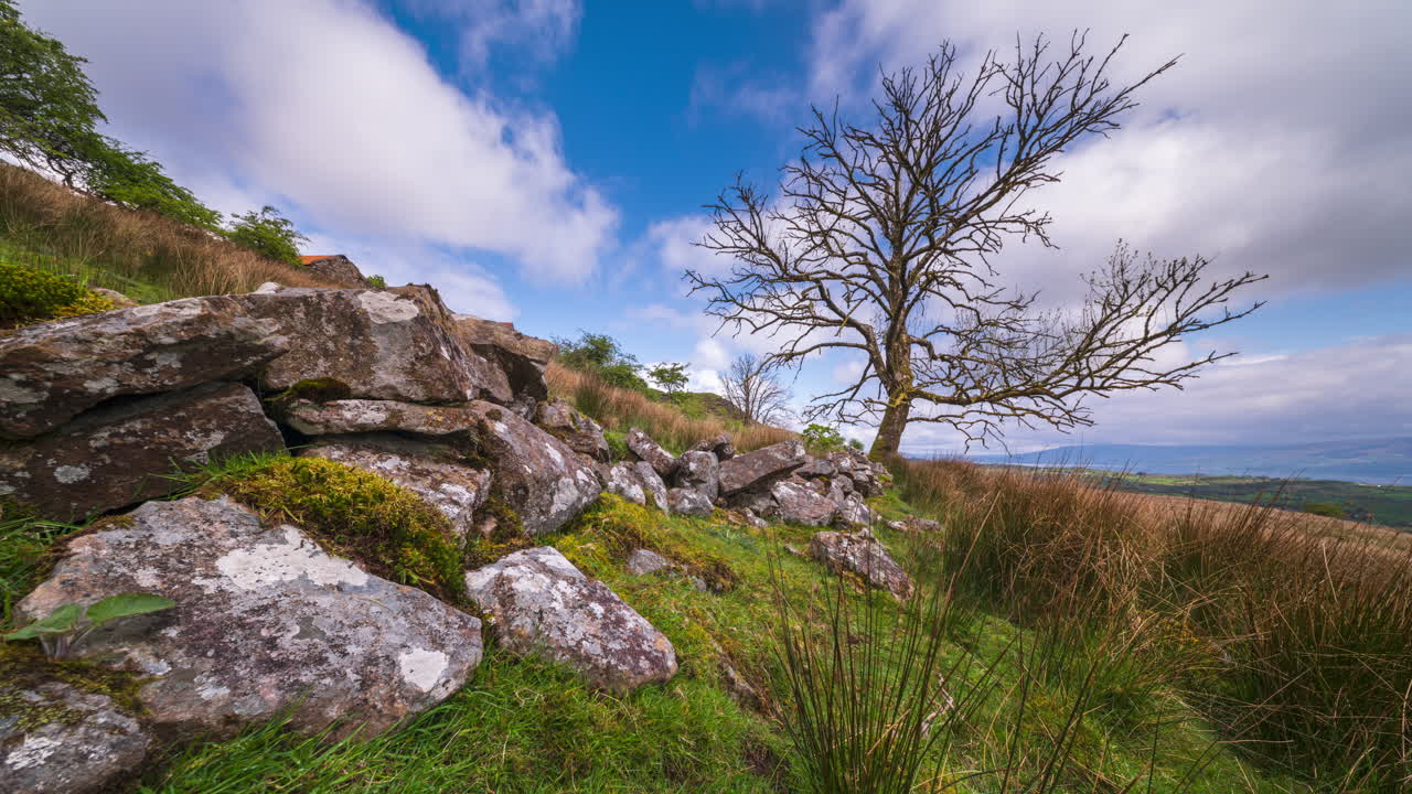 Rural landscape with stone wall and bare tree