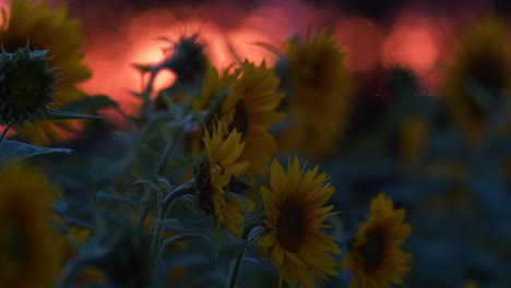 Una-Fila-De-Girasoles-Después-De-La-Luz-Del-Atardecer-En-El-Fondo-Del-Cielo-Rojo