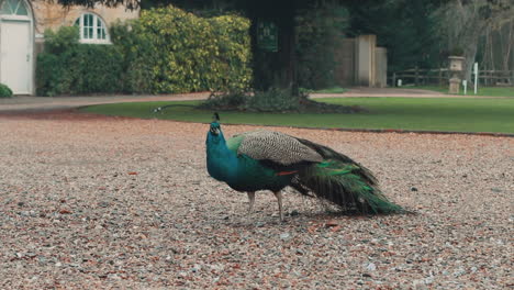 pavo real buscando comida