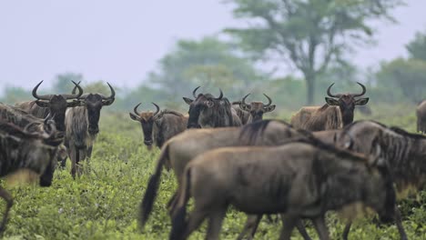 wildebeest herd migration in africa migrating in serengeti in tanzania, large group of wildebeest migrating on great migration in africa in serengeti national park on african wildlife animals safari