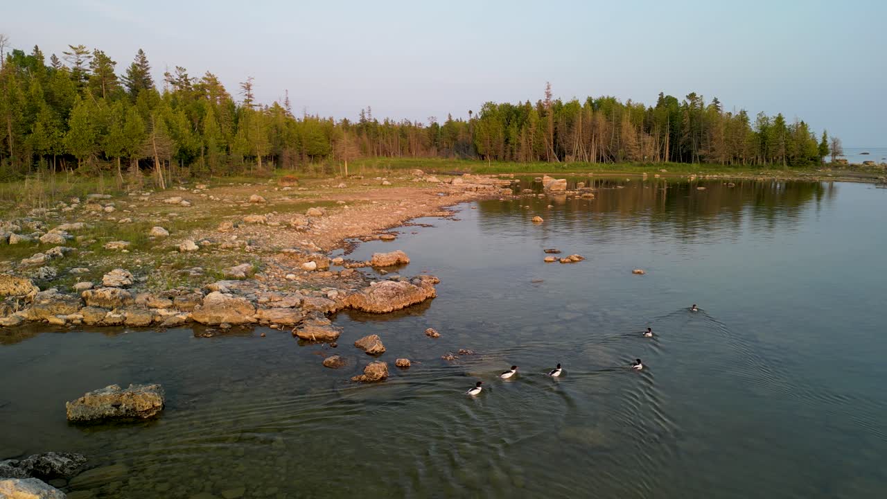 Letecký pohled na morčáky plavající podél skalnatého zalesněného břehu jezera v Michiganu.