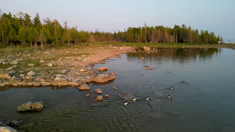 Aerial-view-of-Mergancers-swimming-along-rocky-forested-lake-shoreline,-Michigan