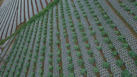 Low-angel-drone-shot-of-cabbage-plantation-on