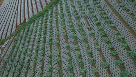 tiro bajo ángel drone de plantación de repollo en