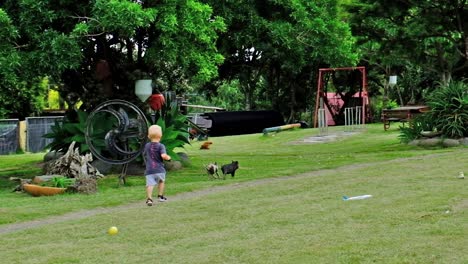 A-little-boy-chasing-two-piglets-at-a-petting-zoo