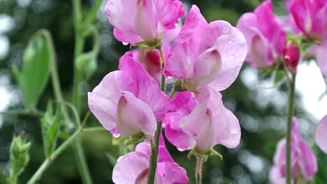 lathyus odoratus sicilian pink sweet pea flowering in a english cottage garden