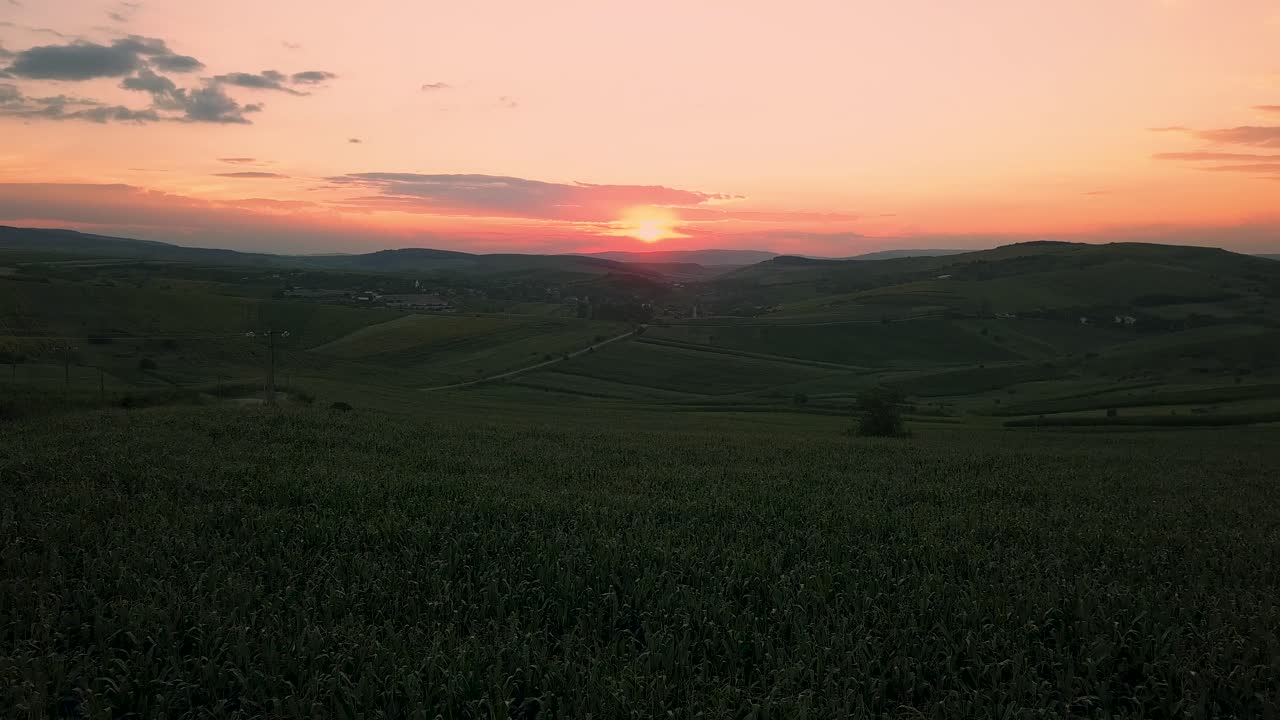 imágenes aéreas sobre el campo de maíz justo antes del atardecer en un día de verano