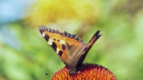 Extreme-close-up-macro-shot-of-orange-Small-tortoiseshell-butterfly-sitting-on-purple-coneflower-and-collecting-nectar