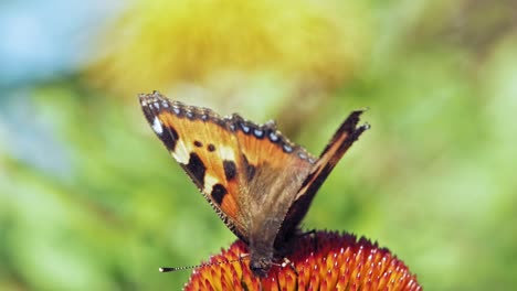 un primerísimo plano macro de una pequeña mariposa naranja de concha sentada sobre una flor cónica púrpura y recogiendo néctar