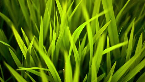 Close-up-slomo-shot-of-green-grass-moving-in-breeze