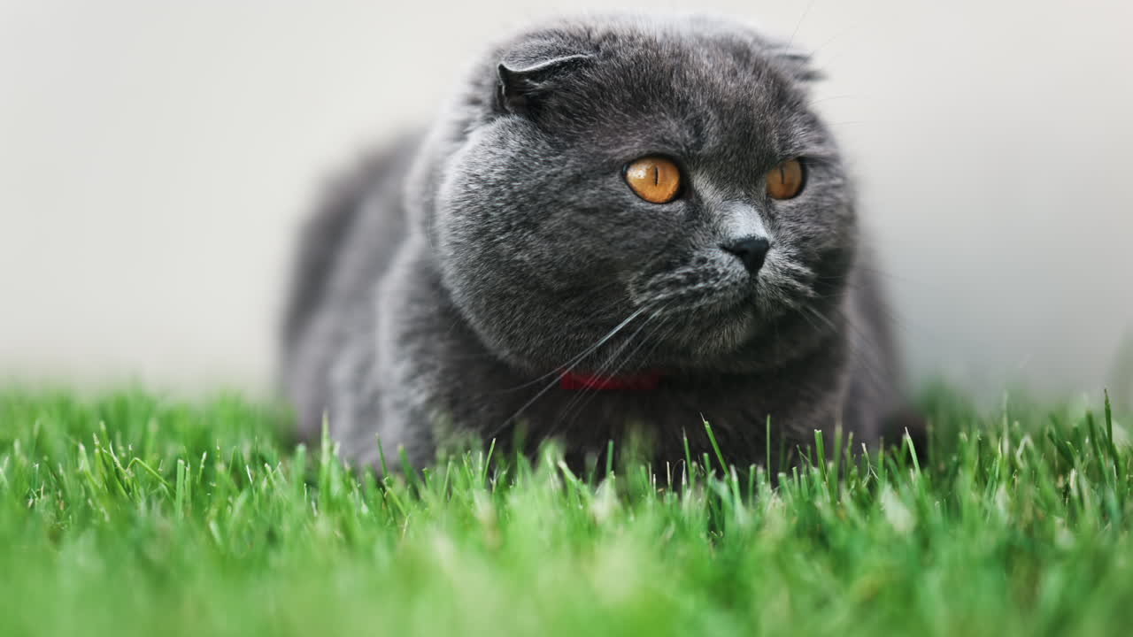 Close up of a Scottish Fold cat with orange eyes and a red collar resting on the green grass in a garden