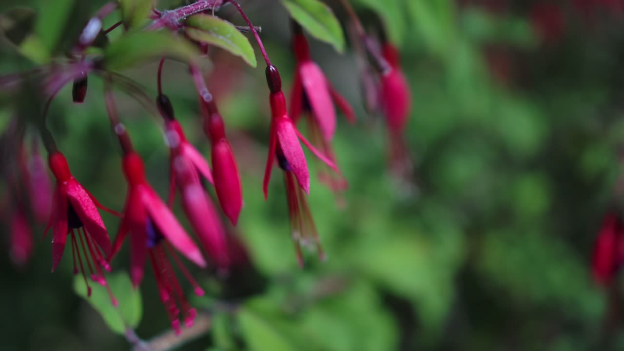 Handheld close-up of pink fuchsia flowers with soft focus pull in garden.