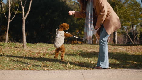 cute small toy poodle dog jumps up to get snack from woman owner in autumn park on sunny day - slow motion