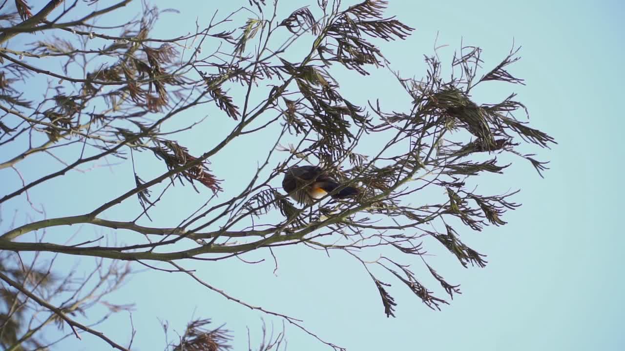 el bulbul de cabeza de hollín o el pájaro kutilang está posado en la rama del árbol - pycnonotus aurigaster