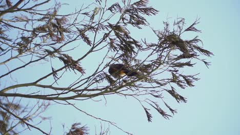 el bulbul de cabeza de hollín o el pájaro kutilang está posado en la rama del árbol - pycnonotus aurigaster