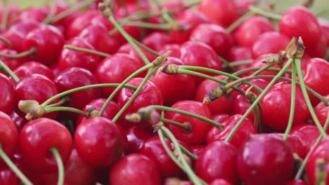 cerezas rojas frescas y jugosas. cerezas maduras recién recogidas. comida vegetariana saludable.