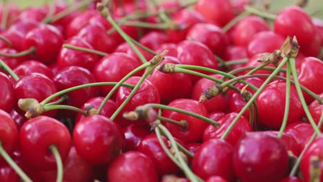 fresh juicy red cherry berry rotate. ripe freshly-picked cherries. healthy vegetarian food.