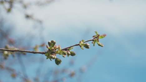 rama de primavera con nuevo crecimiento