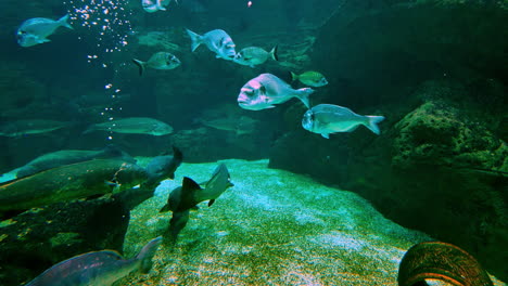 underwater world: a school of fish in a dark aquarium
