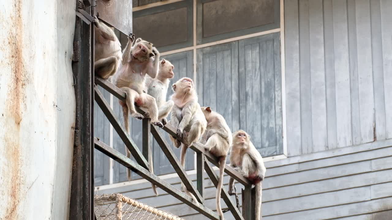 rangsit, pathum thani, thailand의 강철 난간에 앉아있는 원숭이 무리 - 낮은 각도 샷