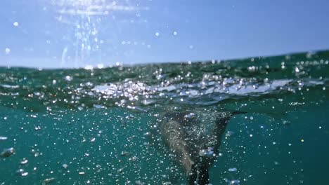 Over-under-edge-underwater-back-view-of-adult-man-swimming-with-diving-fins