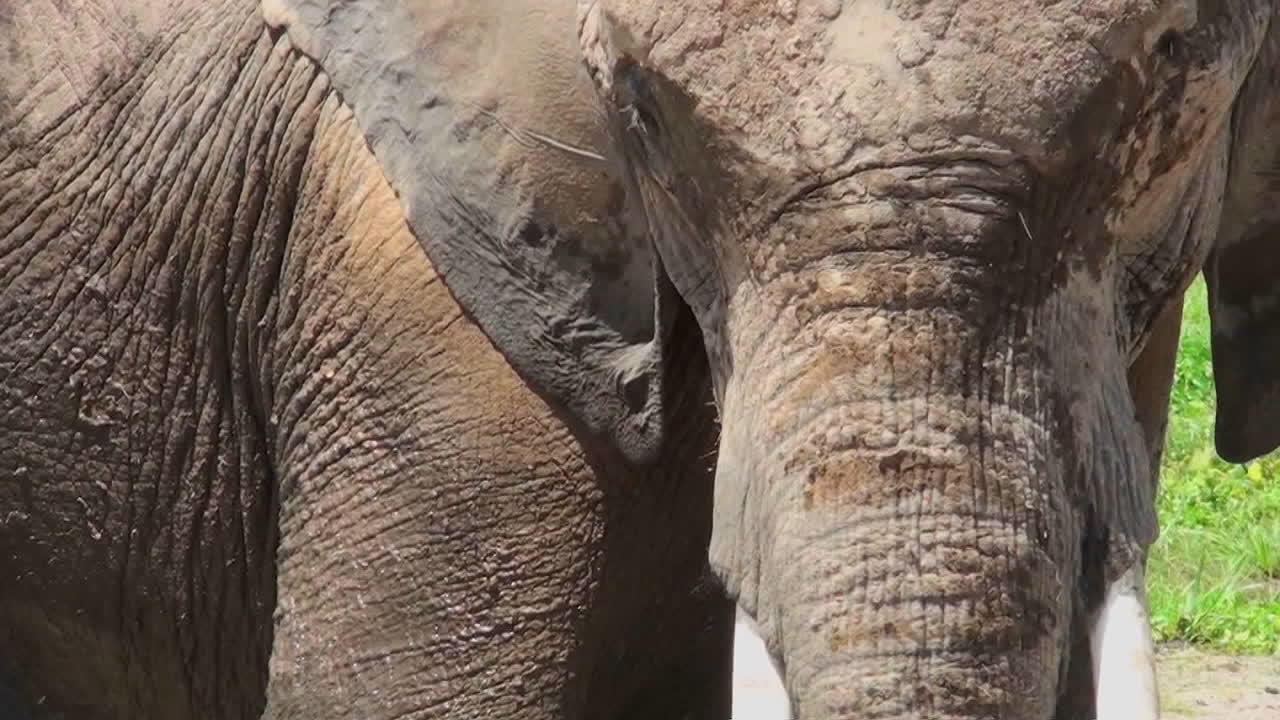 아프리카 코끼리 얼굴 클로즈업