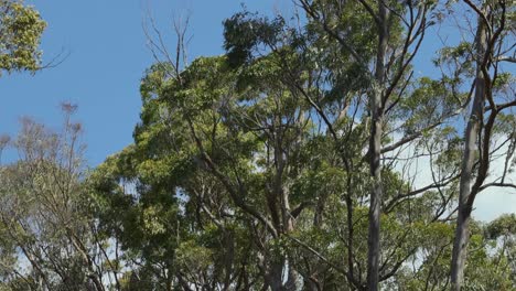 eucalyptus trees swaying in the wind