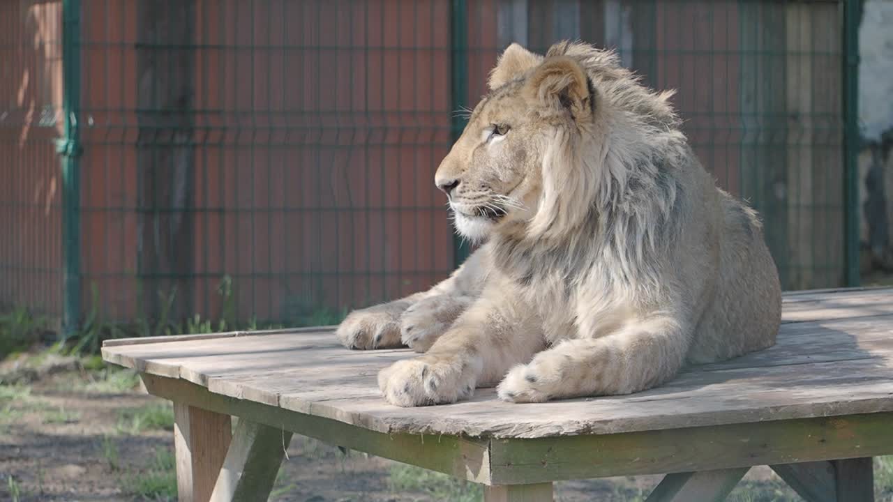 Mladý lev odpočívající na dřevěné plošině