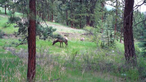 Breiter-Schuss-Eines-Elches,-Der-Im-Wald-Im-Estes-Park-Von-Colorado-Isst