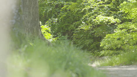 Un-Trozo-De-Camino-En-El-Parque