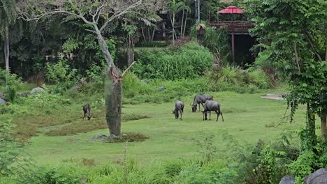 el gnu común vaga y pastorea en los exuberantes prados verdes en bali safari y parque marino en gianyar, bali, indonesia - toma amplia