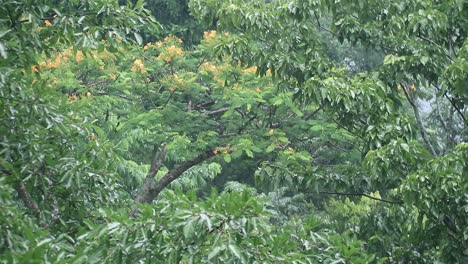 monsoon rainstorm falling on leaves of trees zoomed-in shot of branches in thailand