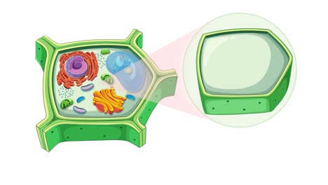 animation illustrating plant cell structure with focus on cytoplasm and membrane, using vibrant colors and smooth transitions