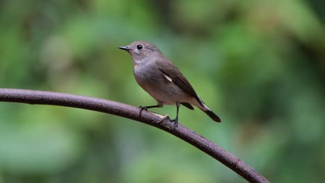 seen on a bent branch hops around to fly away, red-throated flycatcher ficedula albicilla, thailand