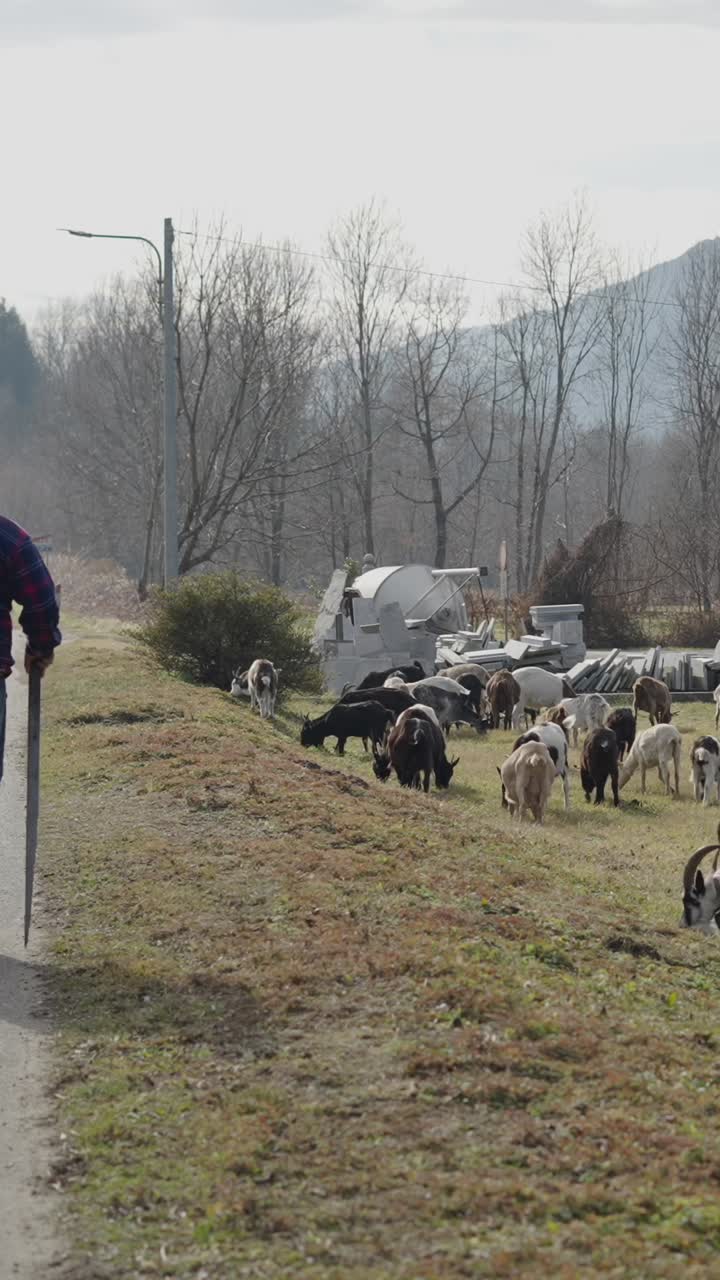 Man walking with dog and goats in the countryside