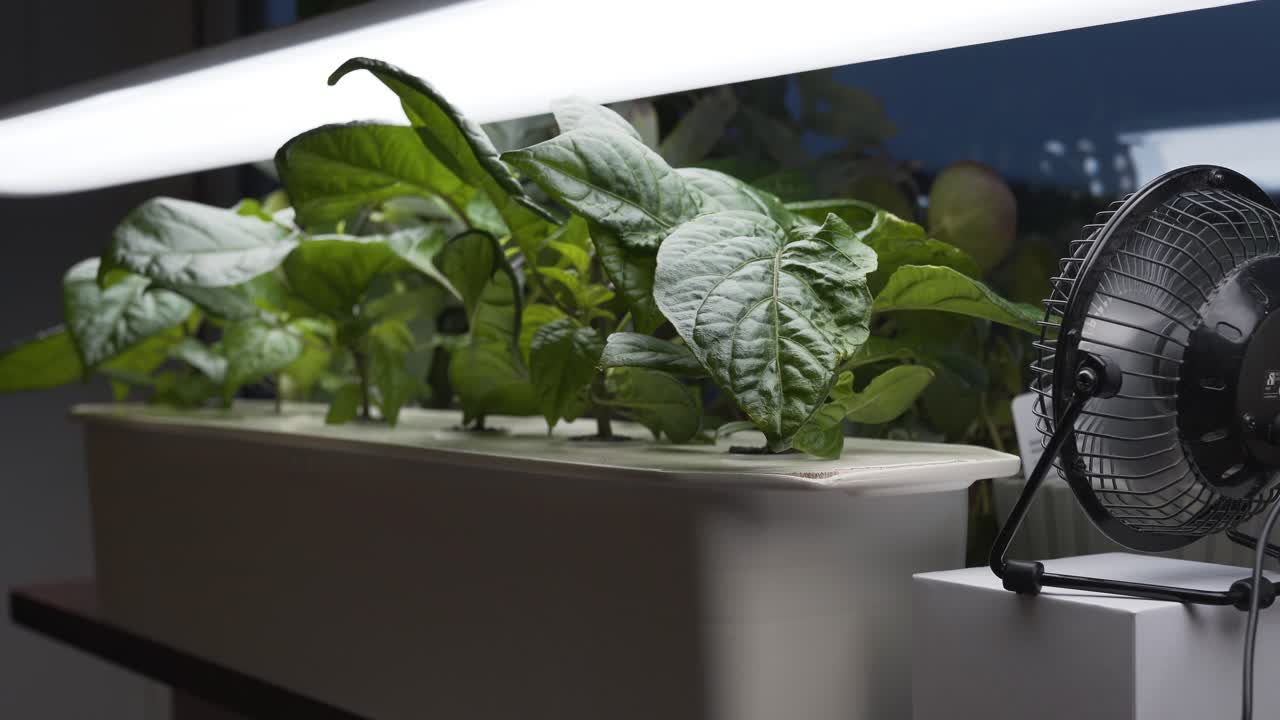 Coltivazione idroponica di peperoncino Carolina Reaper in appartamento con impianto fai-da-te-5.