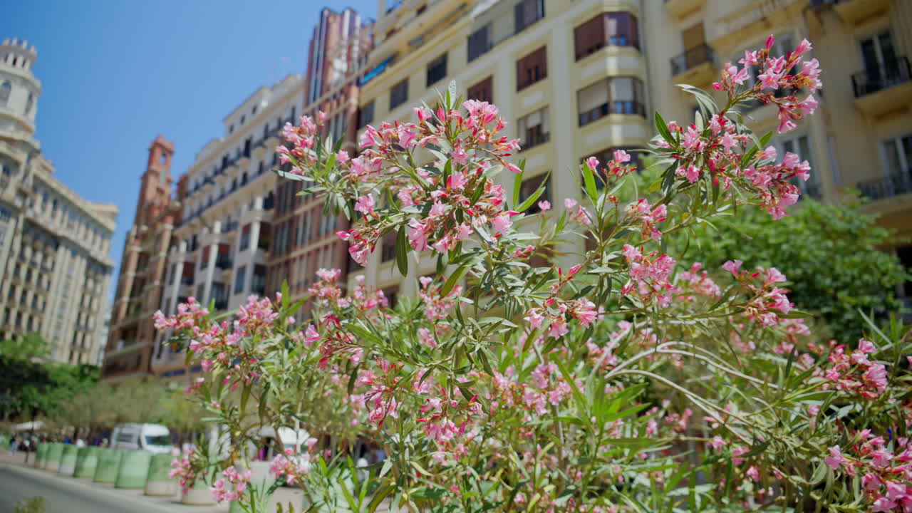 Oleander blossoms swaying with traffic and buildings of the central square on a bright day in the background
