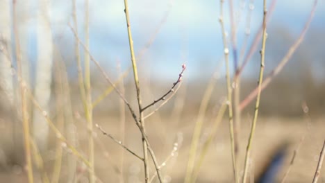 willow is blooming. spring trees against moody sky background. willow branch in the forest on a blurred background. easter symbol.